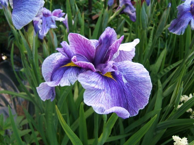 Japanese Iris (Iris ensata 'Enticing Geisha') in the Irises Database