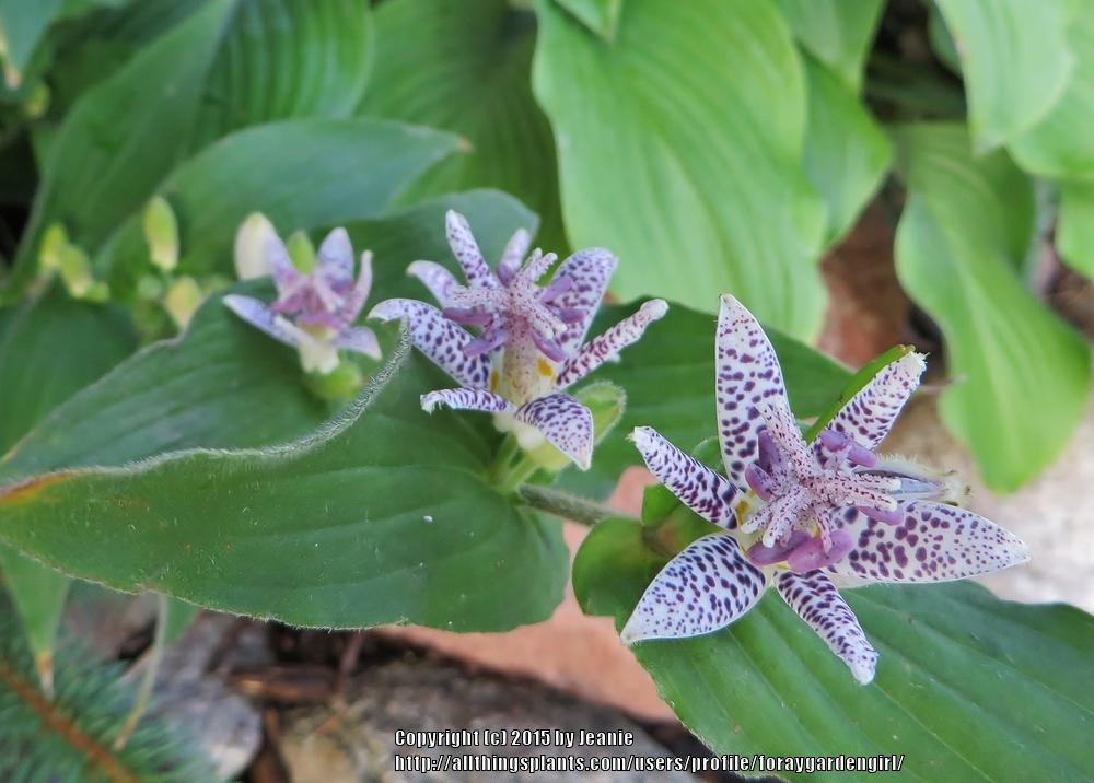 Photo of the stem, scape, stalk or bark of Toad Lily (Tricyrtis hirta