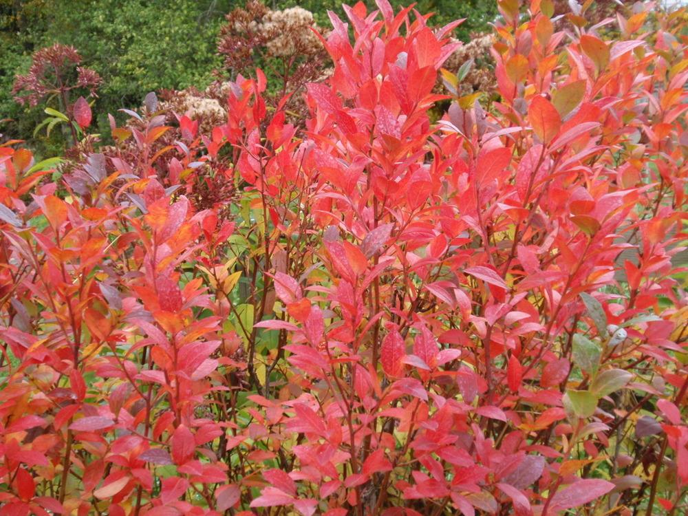 Photo of the fall color of Highbush Blueberry (Vaccinium corymbosum