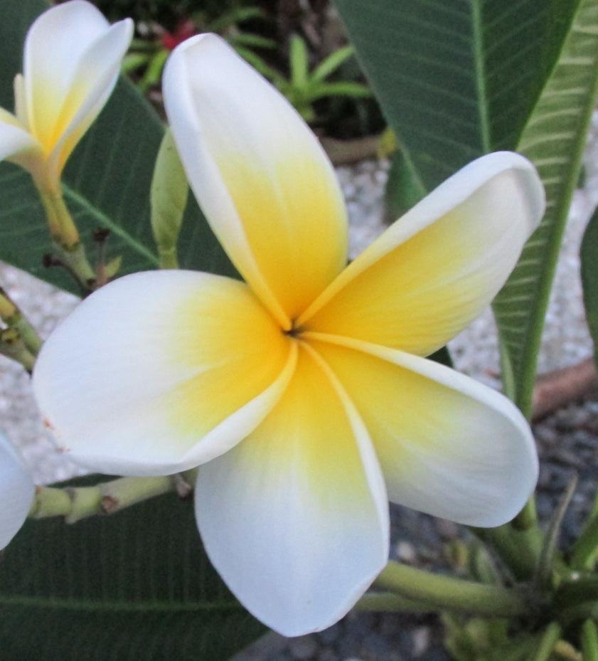 Plumerias Plant Care and Collection of Varieties