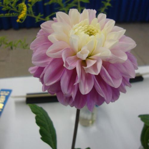 Dahlia 'Kiss Me' in the Dahlias Database