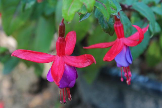 Fuchsia Multa Fuchsia 'Multa' in the Fuchsias Database - Garden.org