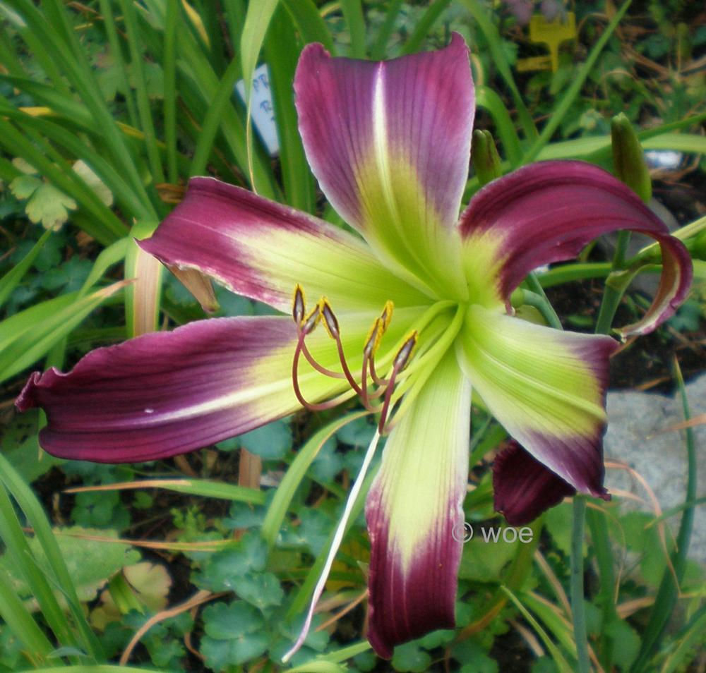 Photo of the bloom of Daylily (Hemerocallis 'Garden Butterfly') posted