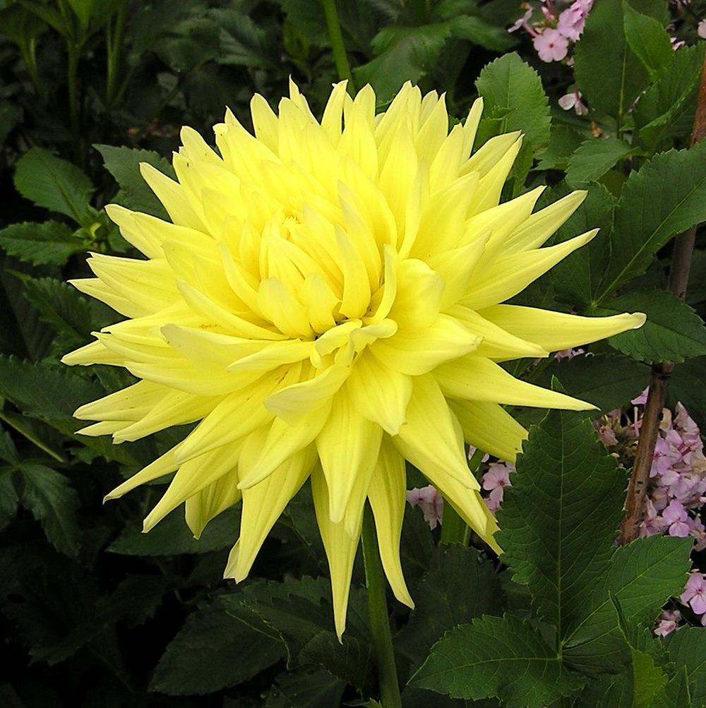 "Dinner Plate" dahlias in Celebrating Dahlias!