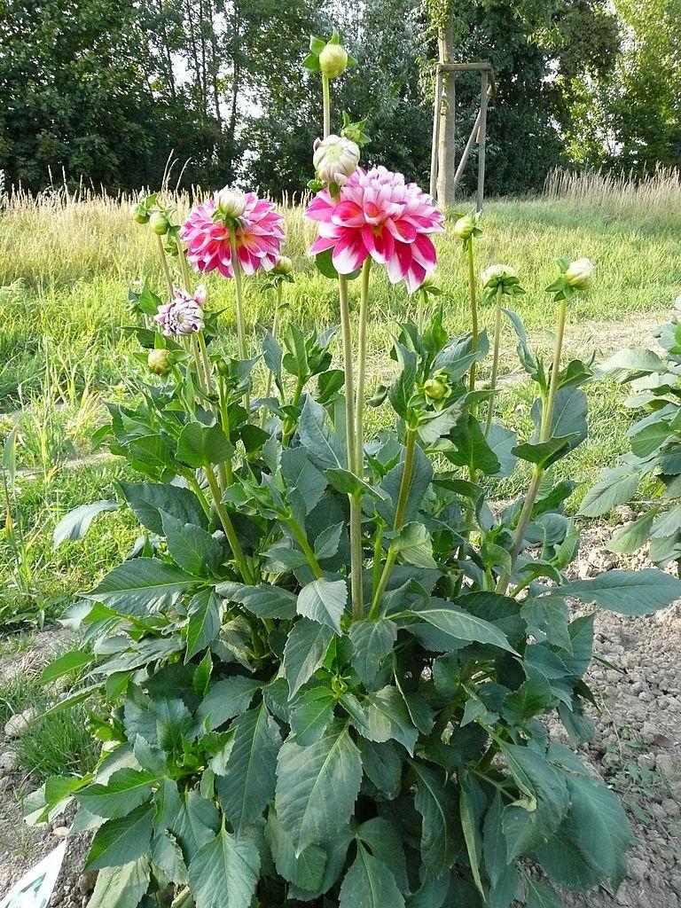 Photo of the entire plant of Decorative Dahlia (Dahlia 'Hawaii') posted by robertduval14