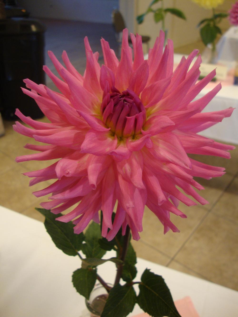 Photo of the bloom of Dahlia &lsquo;Parkland Rave&rsquo; posted by Paul2032