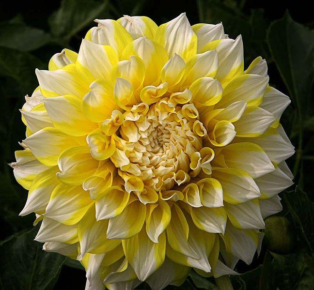 Dinner Plate Dahlia (Dahlia 'Grand Prix') in the Dahlias Database