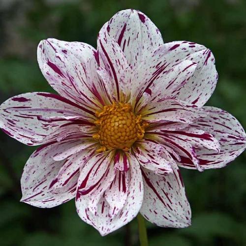 Dahlia 'Marshmallow Sky' in the Dahlias Database