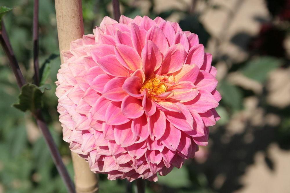 Dahlia 'Ryecroft Pride' in the Dahlias Database