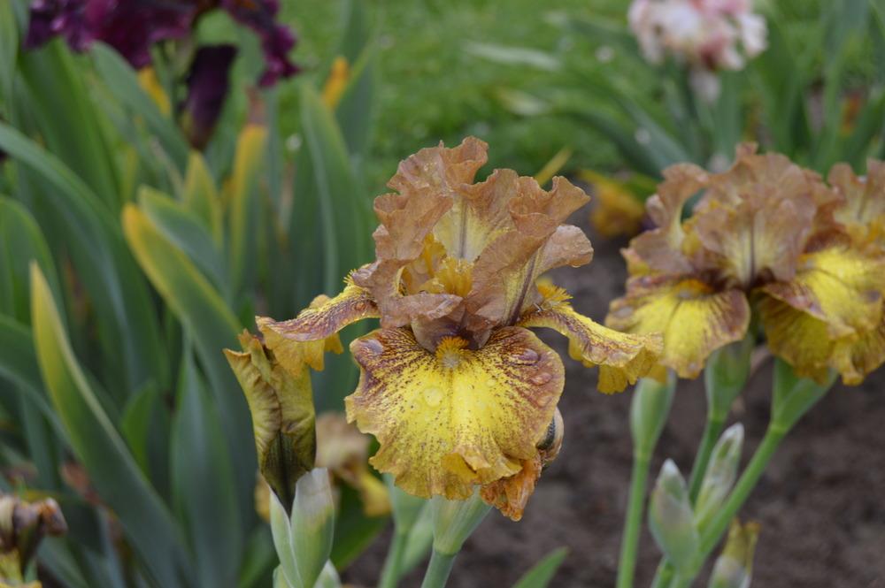 Intermediate Bearded Iris (Iris 'Witty') in the Irises Database