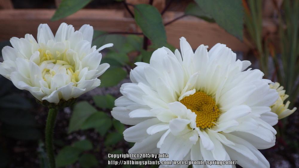 Shasta Daisies Plant Care and Collection of Varieties