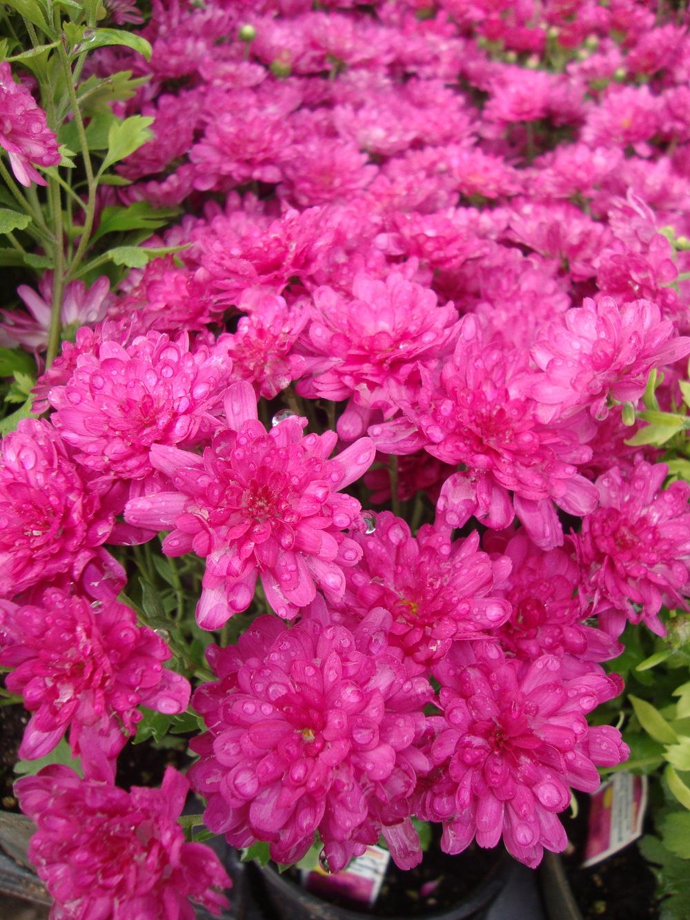 Garden Mum (Chrysanthemum Jacqueline™ Pink)
