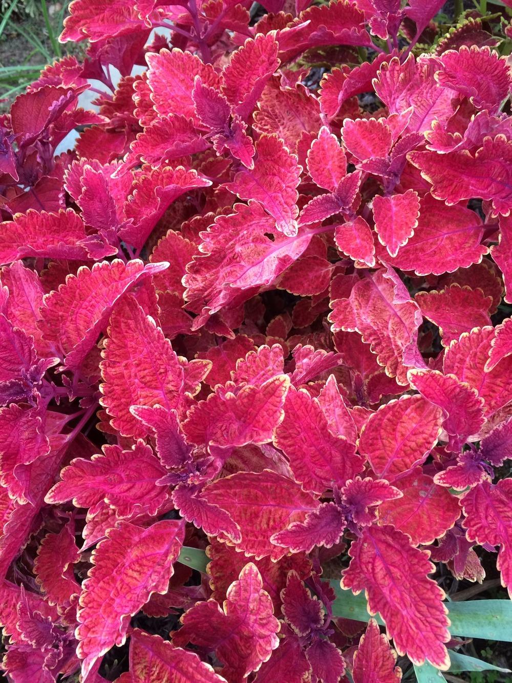 Coleus: Plant Care and Collection of Varieties - Garden.org