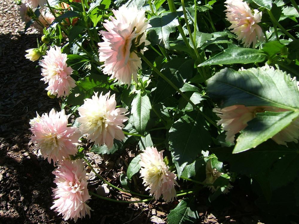Dahlia 'Chilson's Pride' in the Dahlias Database