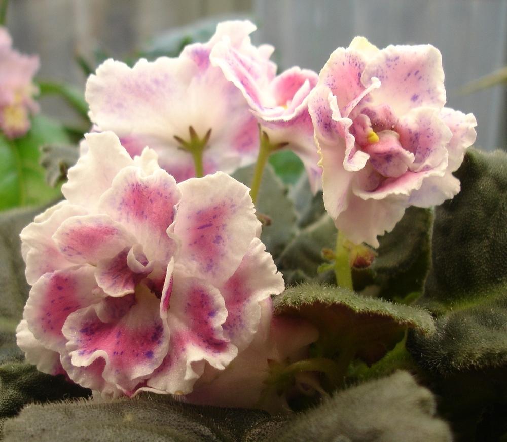 African violet (Streptocarpus 'RS Colorful Bird') in the Cape Primroses