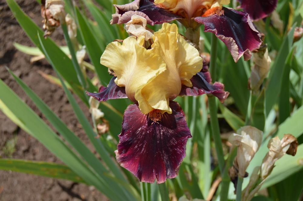 Intermediate Bearded Iris (Iris 'Great Escape') in the Irises Database