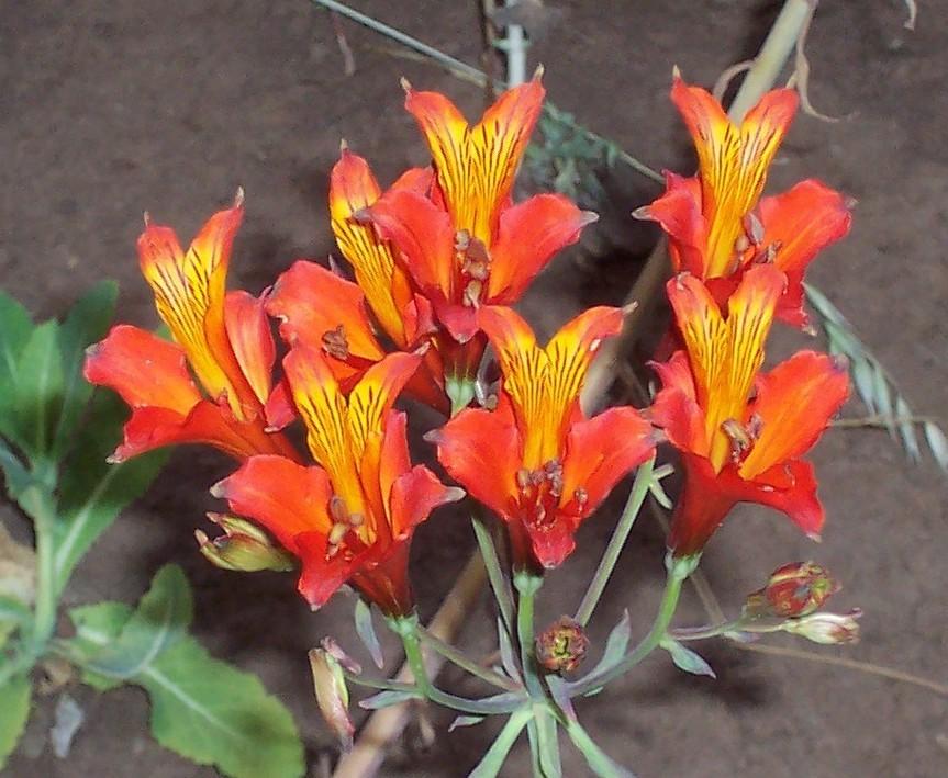 Peruvian Lilies Plant Care and Collection of Varieties