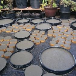 Landscape Design forum: DIY Concrete Stepping Stone Path - Garden.org