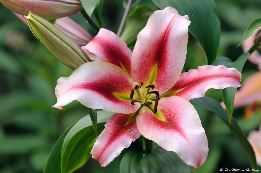 Lilies Plant Care and Collection of Varieties