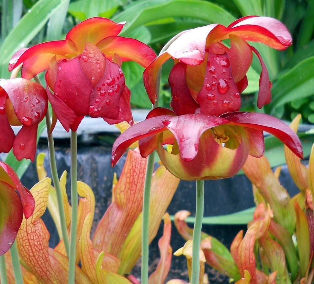 Pitcher Plants Plant Care and Collection of Varieties