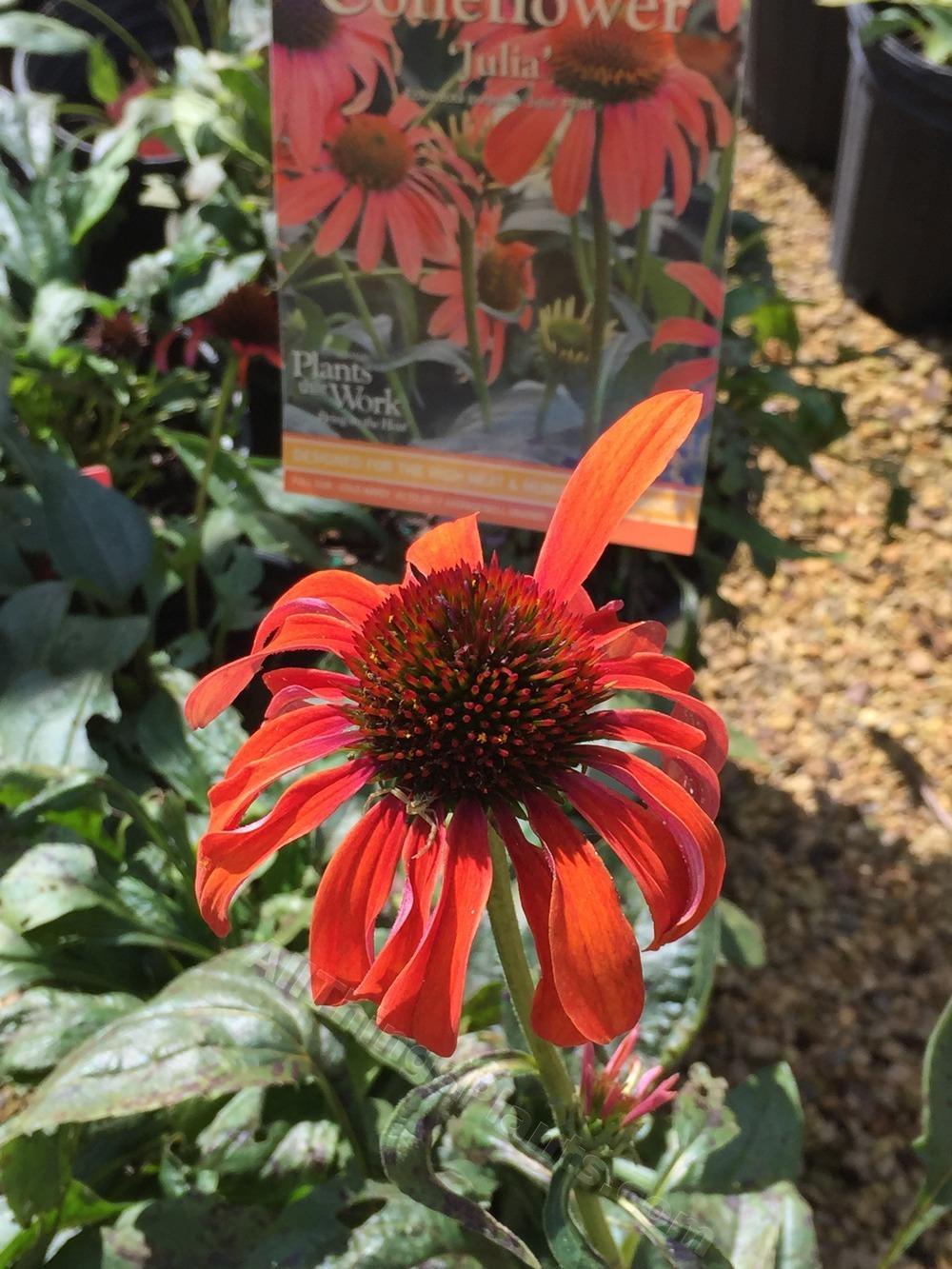 Photo of the bloom of Coneflower (Echinacea Butterfly™ Julia) posted by
