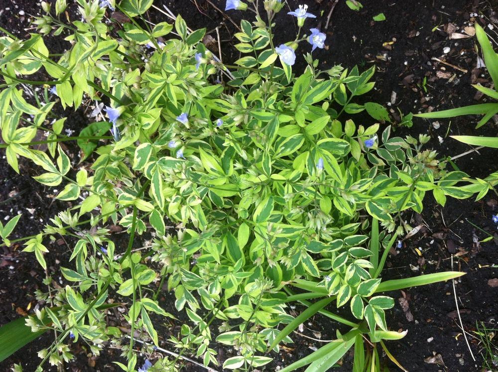 Photo of the entire plant of Variegated Jacob's Ladder (Polemonium