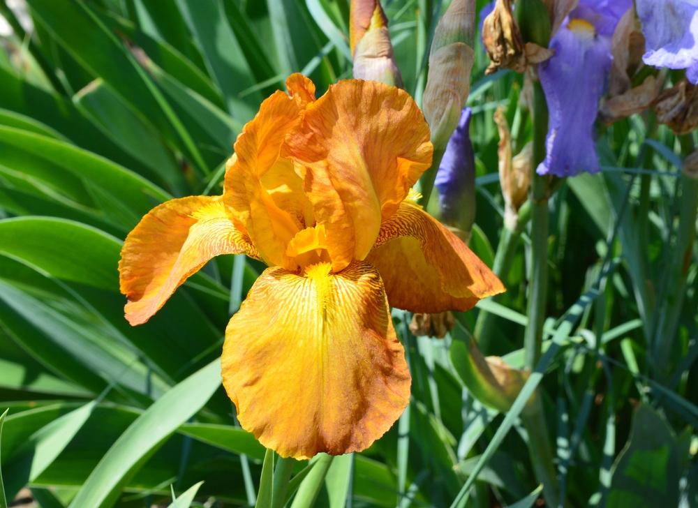 Tall Bearded Iris (Iris 'Nebraska Sunset') in the Irises Database