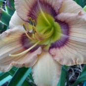 Location: Dubbo, NSW, AUSDate: 27th Oct 15