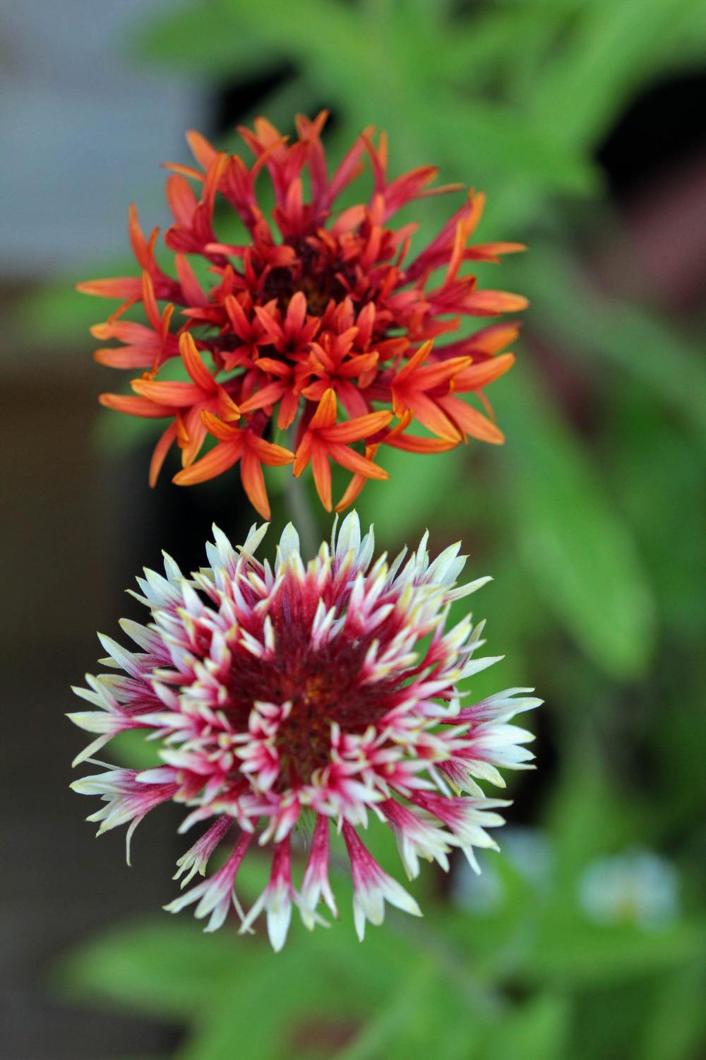 Blanket Flower (Gaillardia pulchella 'Lorenziana') in the Blanket
