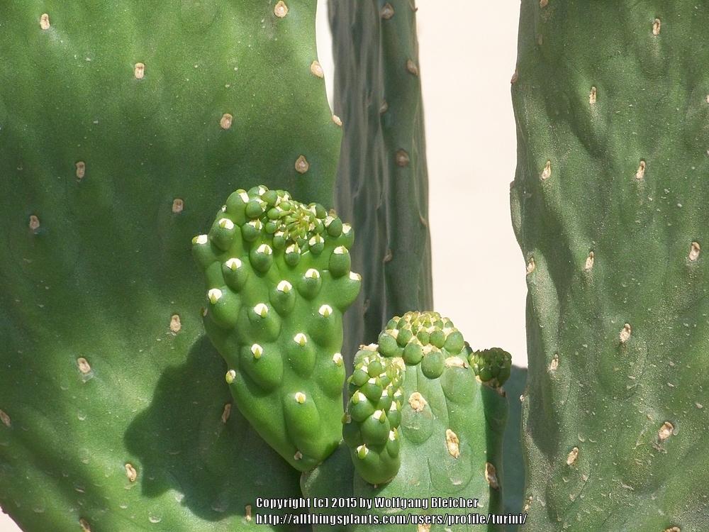 Photo of the stem, scape, stalk or bark of Road Kill Cactus (Consolea