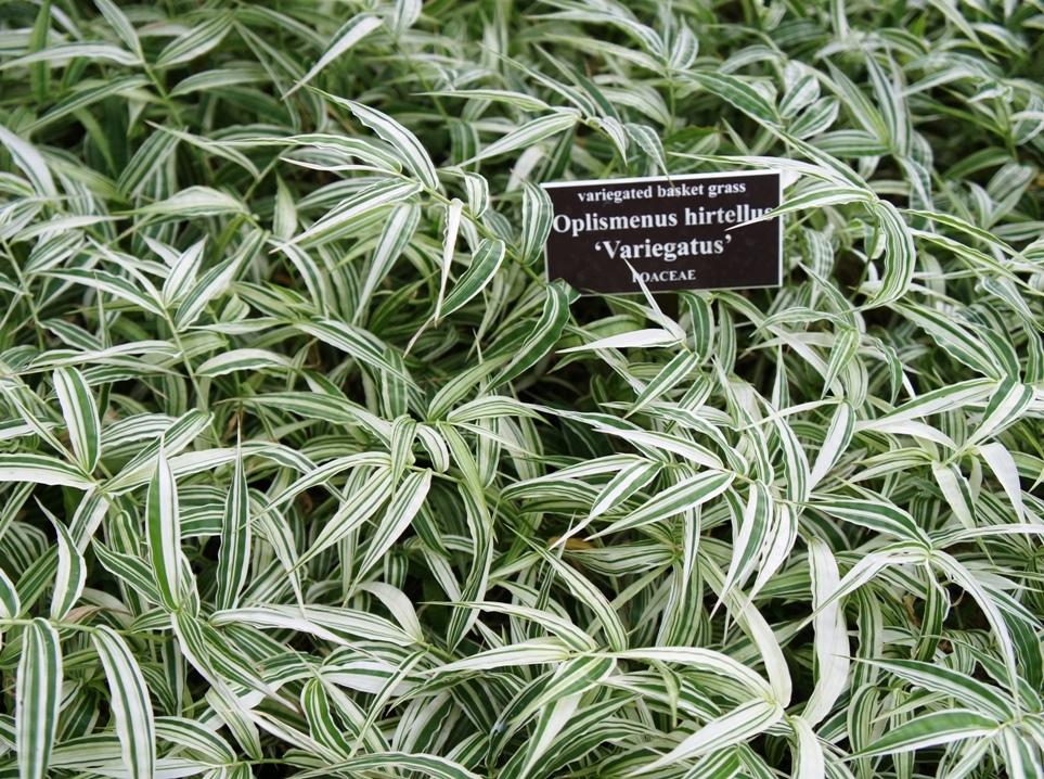 Photo of the entire plant of Variegated Basket Grass (Oplismenus