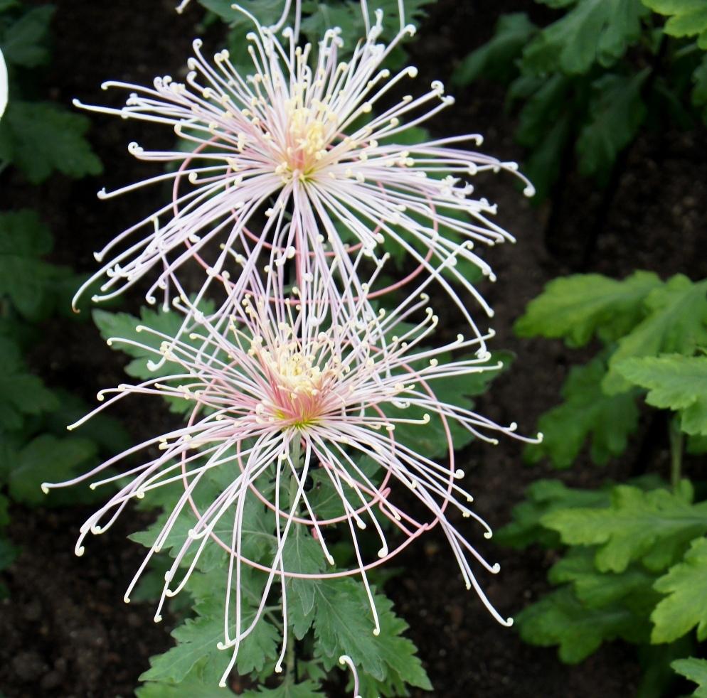 Fantasy Chrysanthemums (Chrysanthemum 'Winsome')