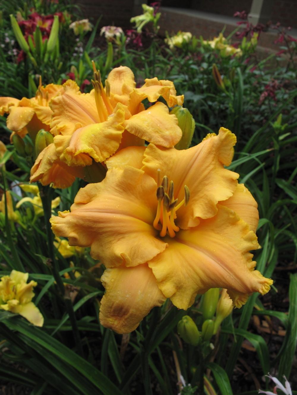 Daylily (Hemerocallis 'Butterfly Whisper') in the Daylilies Database