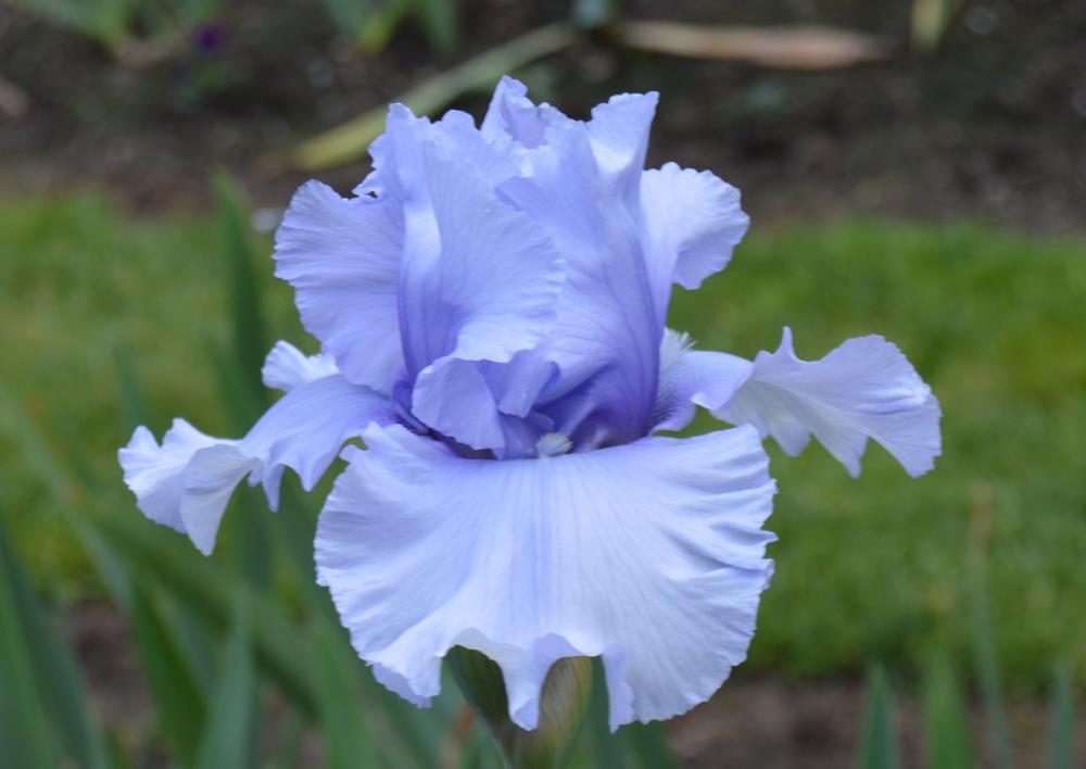 Tall Bearded Iris (Iris 'Cafe Bleu') in the Irises