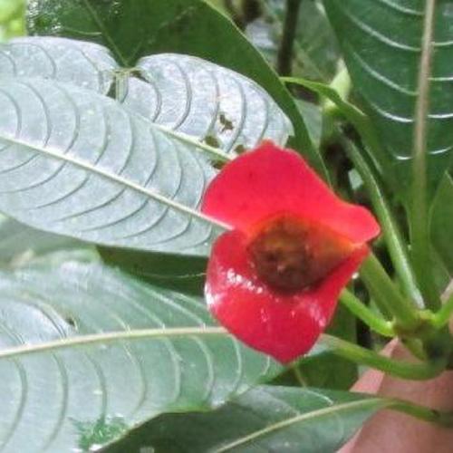 Kiss Flower (Palicourea elata)