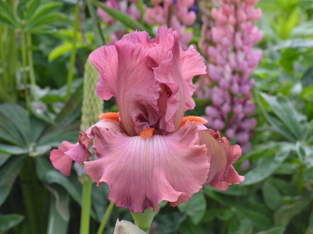 Tall Bearded Iris (Iris 'Code Red') in the Irises Database
