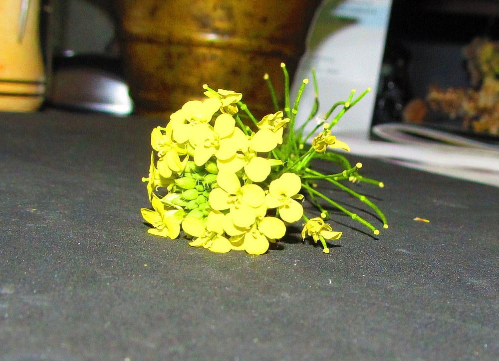 Turnips: Plant Care and Collection of Varieties - Garden.org