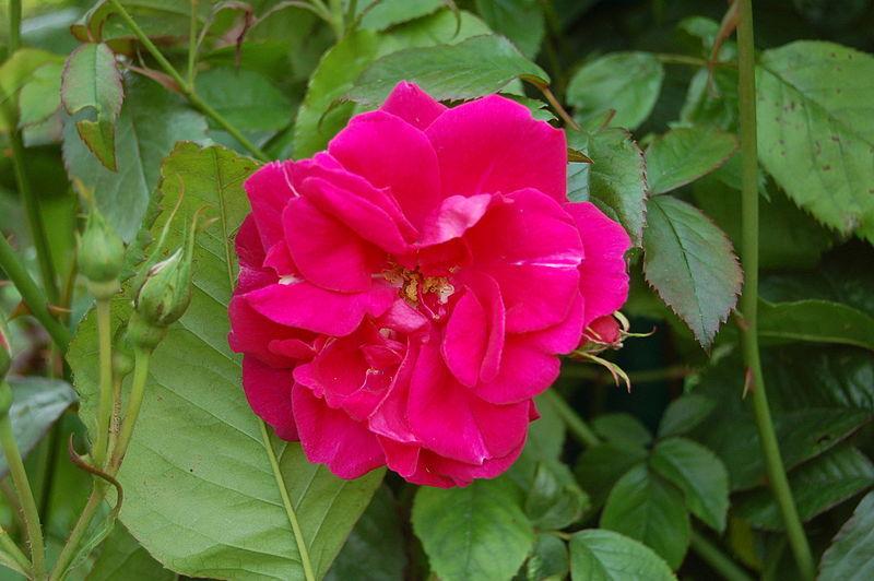 Rose (Rosa 'Lafayette') in the Roses Database