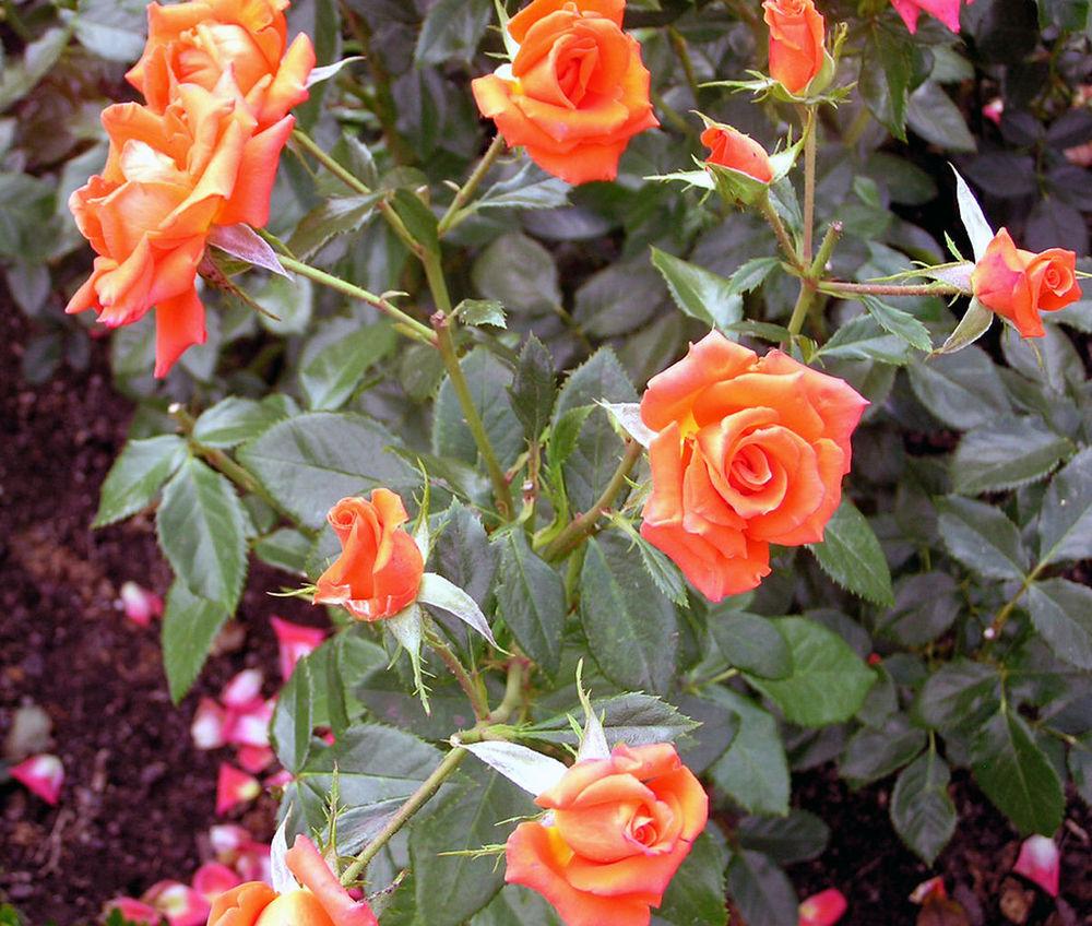 Photo of the entire plant of Rose (Rosa 'Bengali') posted by