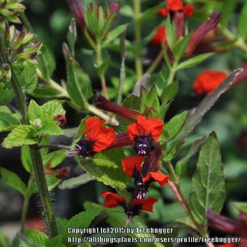 BatFace Cuphea (Cuphea llavea Tiny Mice®)