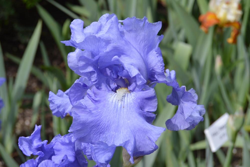 Tall Bearded Iris (Iris 'Fiesta in Blue') in the Irises Database