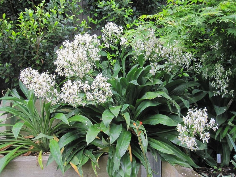 Photo of the entire plant of New Zealand Rock Lily (Arthropodium