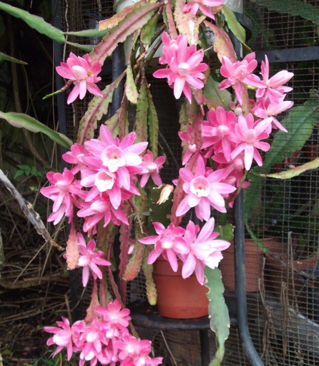 Pond Lily Cactus (Disocactus phyllanthoides)