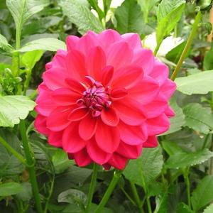 Dahlia &lsquo;Dazzle Me&rsquo; in the Dahlias Database - Garden.org