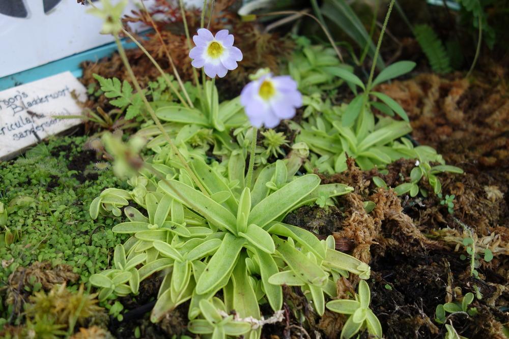 Photo of the entire plant of Southern Butterwort (Pinguicula