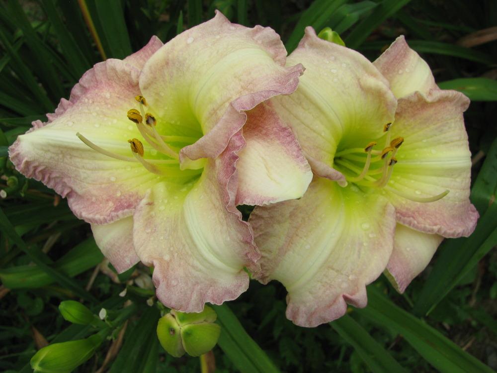 Daylily (Hemerocallis 'October Snow') in the Daylilies Database