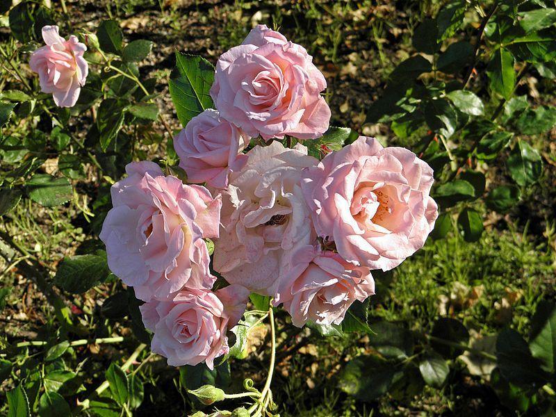 Liesbeth Roses Rose (Rosa 'Lilibet') in the Roses Database - Garden.org