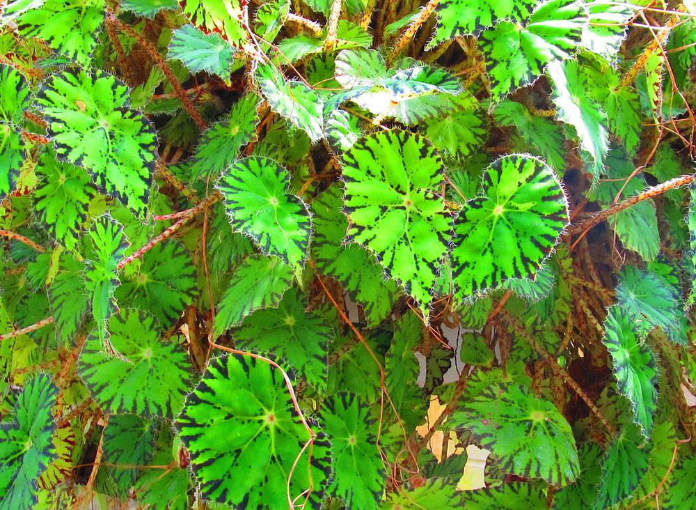 Photo of the leaves of Eyelash Begonia (Begonia bowerae) posted by