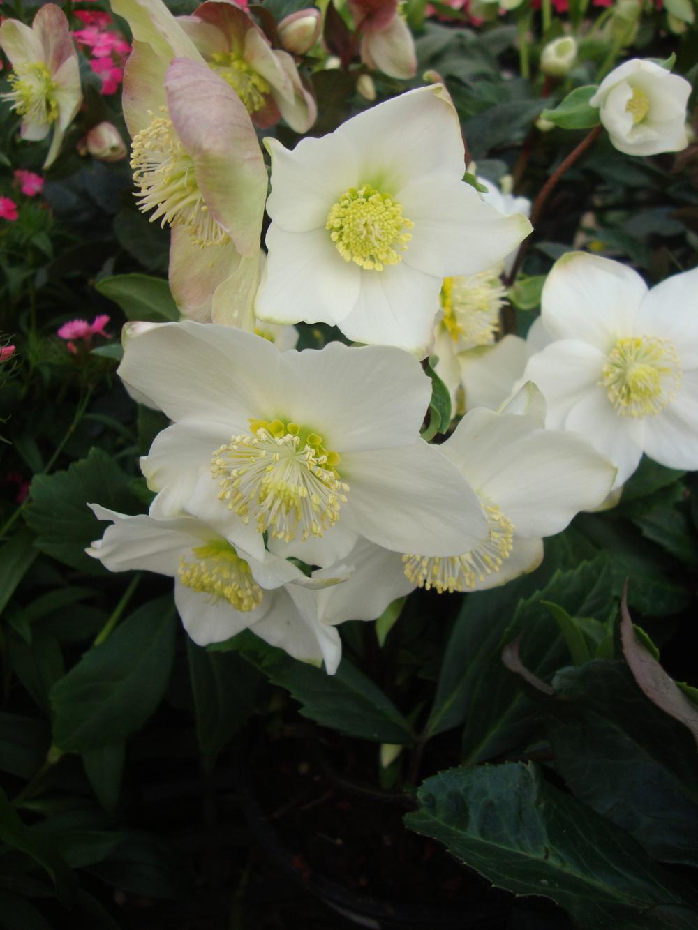 Photo of the bloom of Hellebore (Helleborus niger Gold Collection