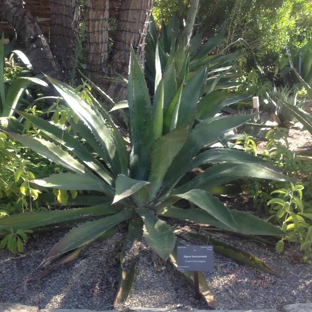 Cow's Horn Agave (Agave bovicornuta) in the Agaves Database